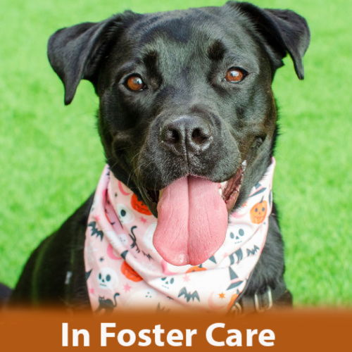 JAN - Pit Bull Terrier / Husky available for adoption