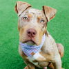 adoptable Dog in Burlingame, CA named Pretzel