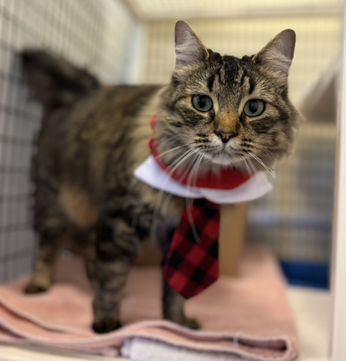 GABBY - Domestic Medium Hair available for adoption