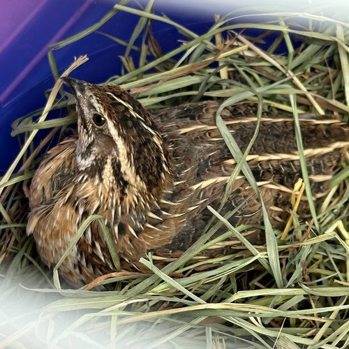 ZAYN - Quail available for adoption