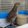 adoptable Bird in Burlingame, CA named Niall