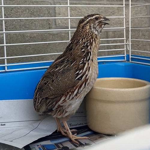NIALL - Quail available for adoption