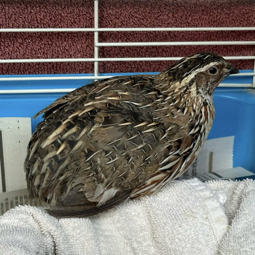 NIALL - Quail available for adoption