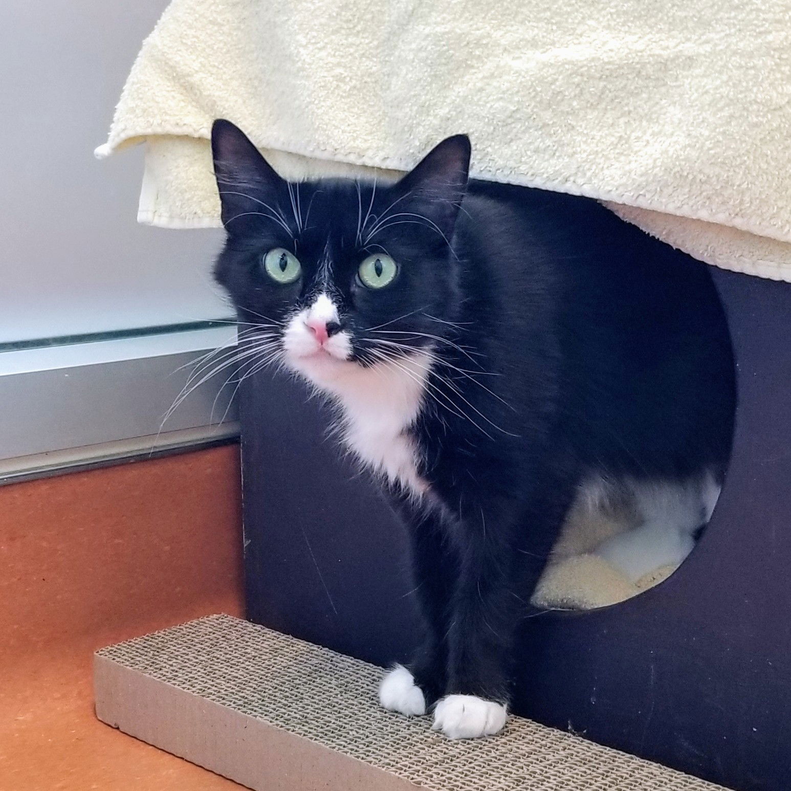adoptable Cat in Burlingame, CA named Eartha