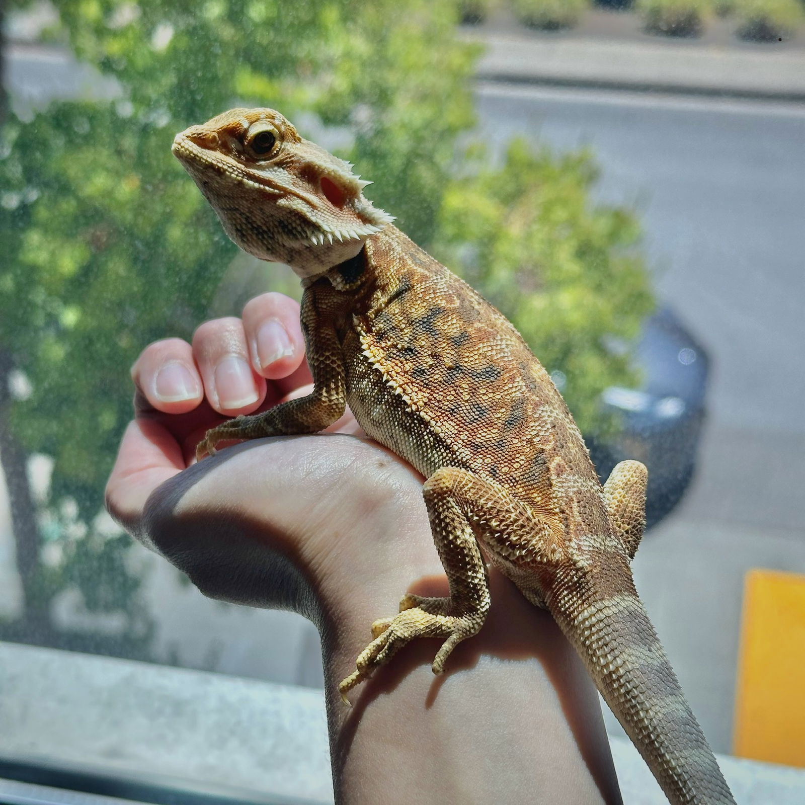 adoptable Lizard in Burlingame, CA named Odessa