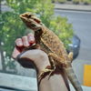 adoptable Lizard in Burlingame, CA named Odessa