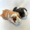 adoptable Guinea Pig in  named Bridgie & Sonic (M)
