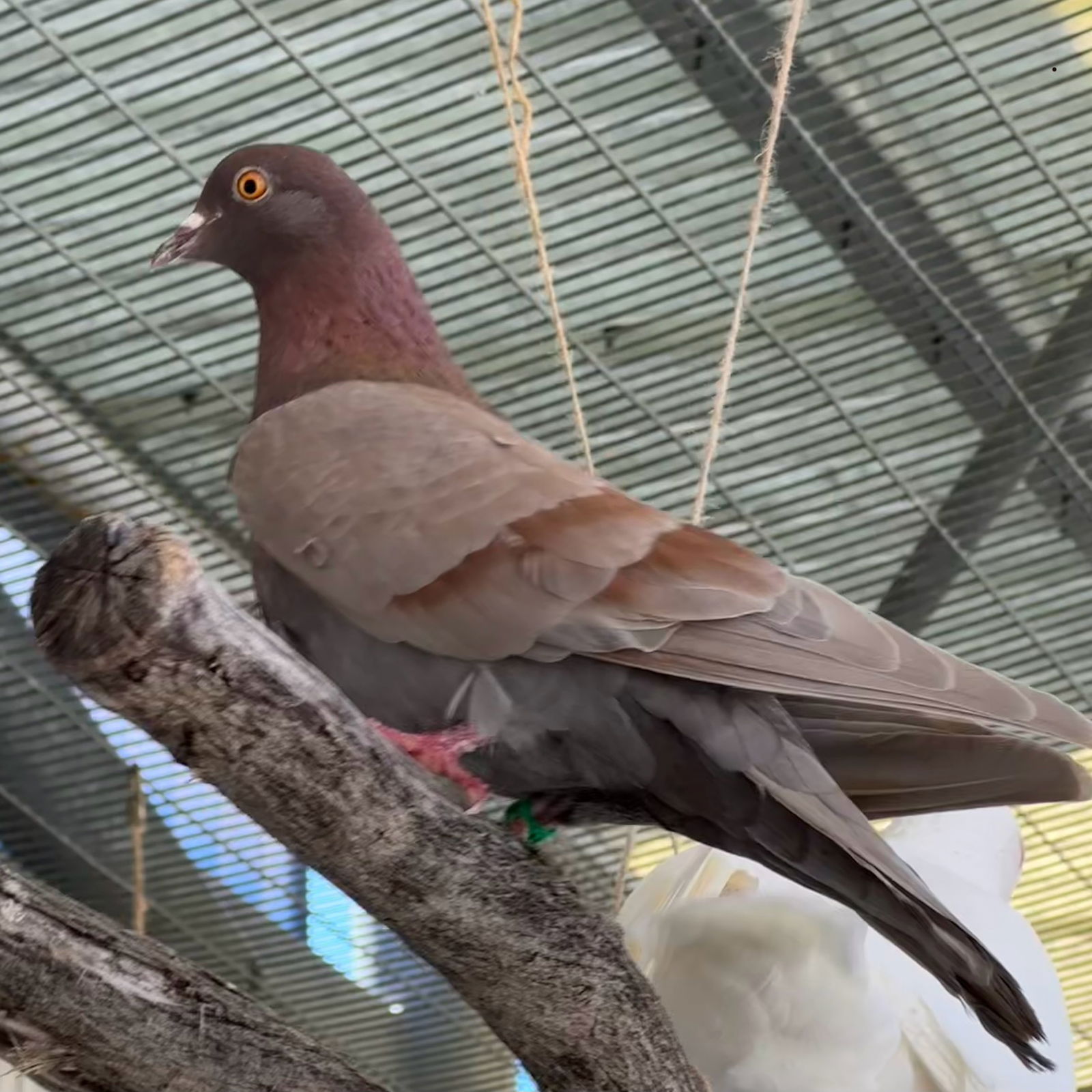 adoptable Bird in Burlingame, CA named Stevie