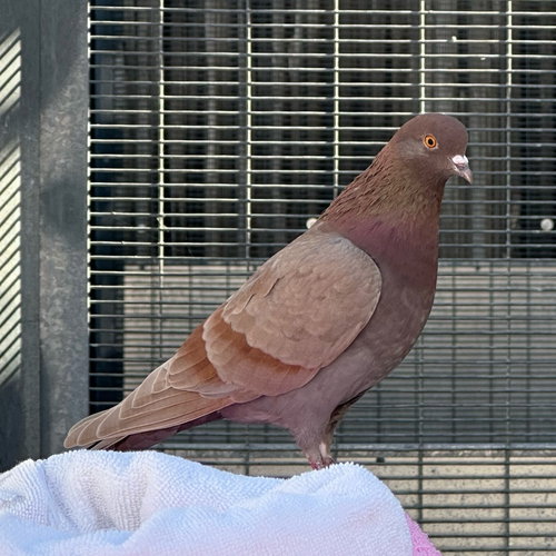 STEVIE - Pigeon available for adoption