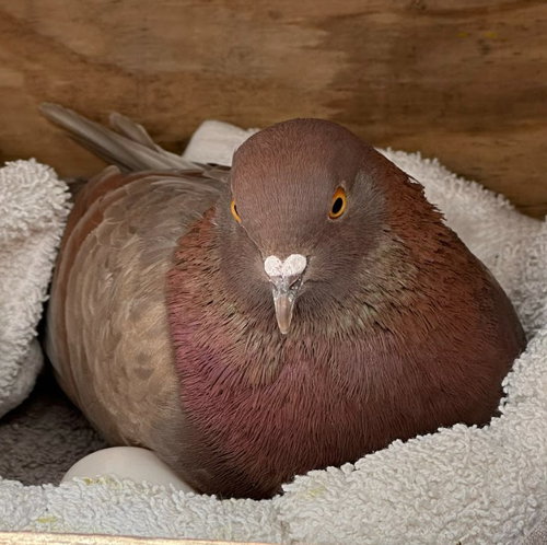 STEVIE - Pigeon available for adoption