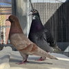 Bonito & Stevie - Photo 1