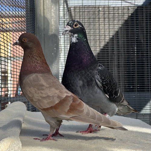 BONITO & STEVIE - Pigeon available for adoption