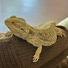 adoptable Lizard in burlingame, CA named Tyranitar