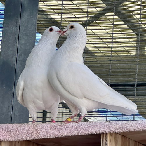 PRINCE & BLINK - Pigeon available for adoption