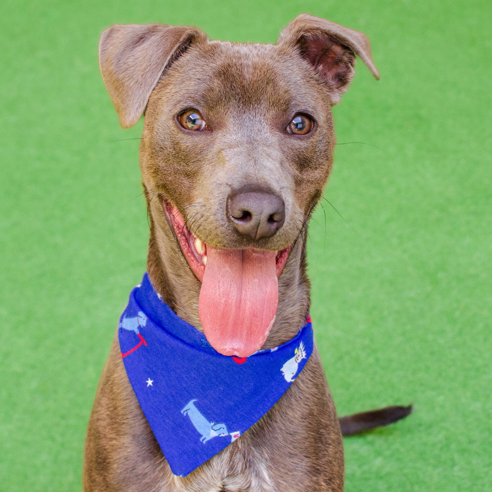 adoptable Dog in Burlingame, CA named Zeus