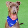 adoptable Dog in burlingame, CA named Zeus