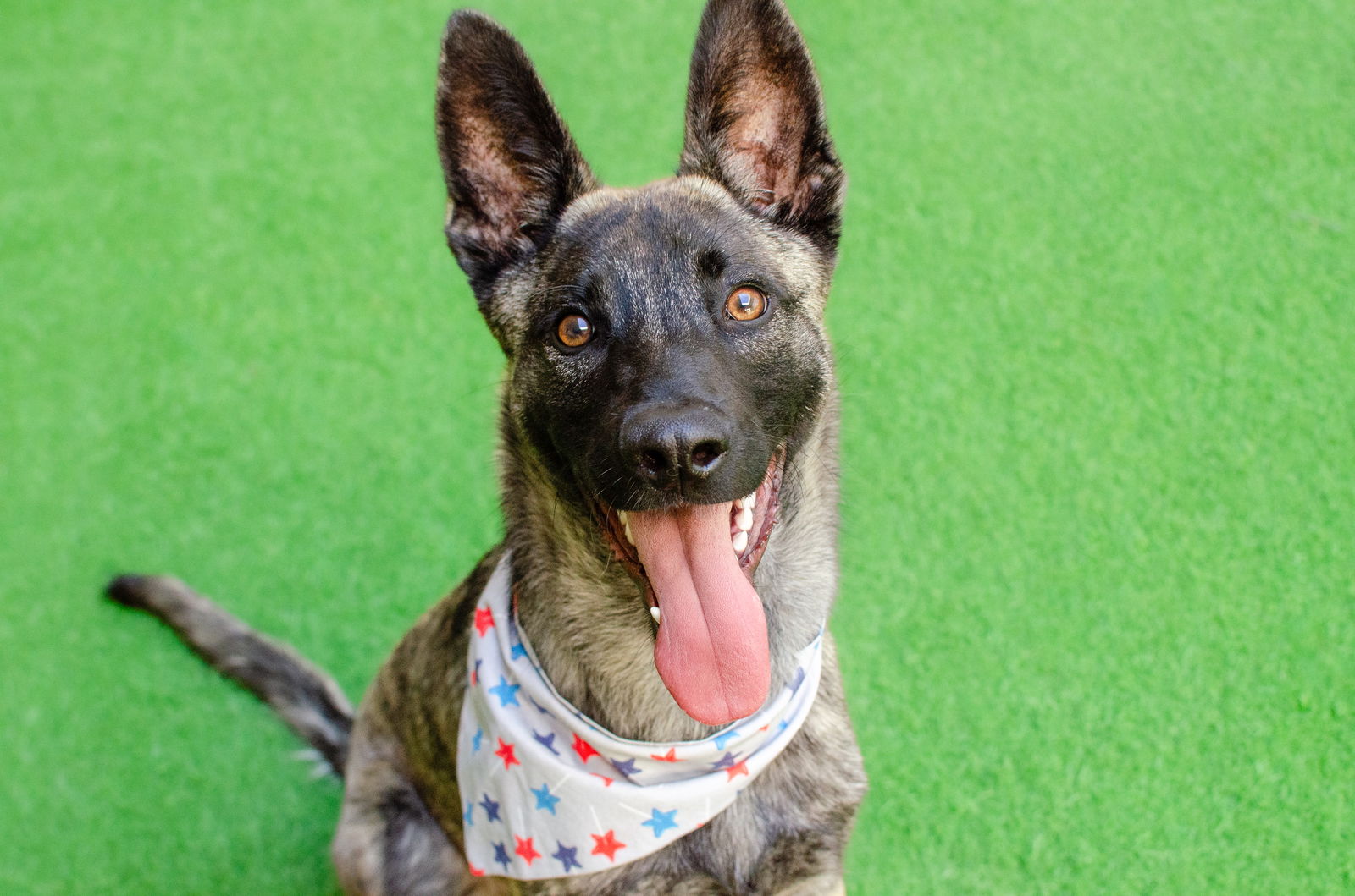 adoptable Dog in Burlingame, CA named Sterling the Puppy!