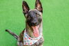 adoptable Dog in burlingame, CA named Sterling the Puppy!