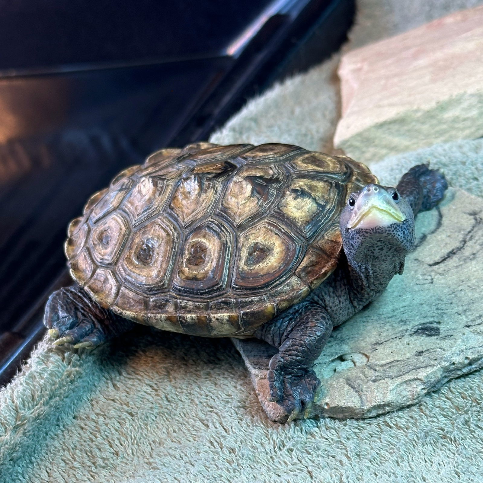 adoptable Turtle in Burlingame, CA named Darwin