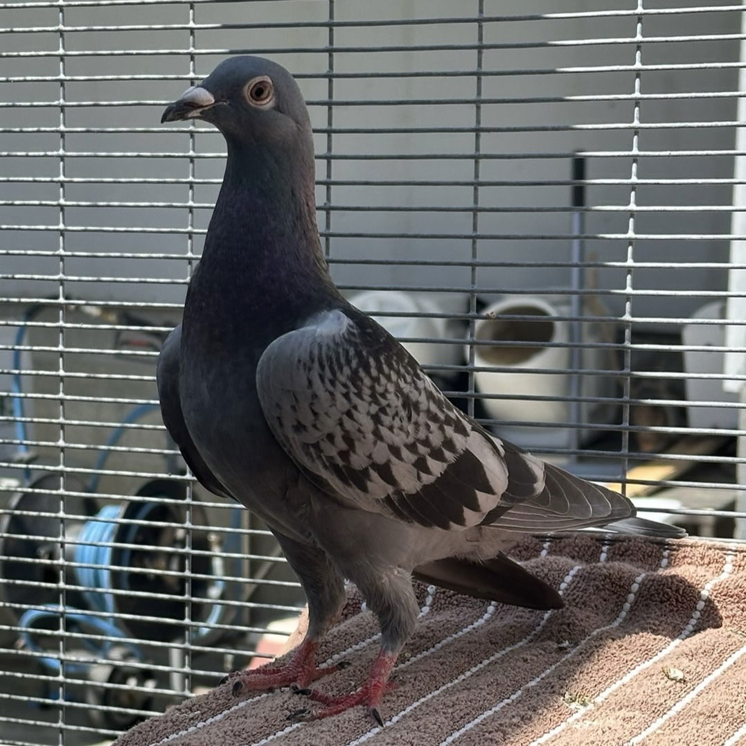 adoptable Bird in Burlingame, CA named Justine