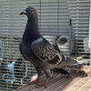 adoptable Bird in burlingame, CA named Justine