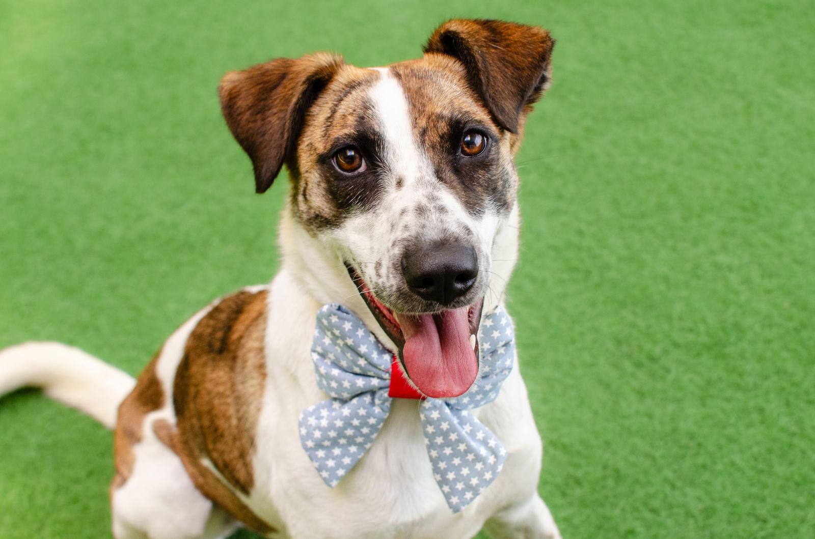 adoptable Dog in Burlingame, CA named Darcy