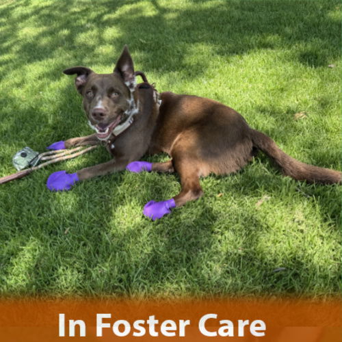 adoptable Dog in Burlingame, CA named Rudy