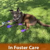 adoptable Dog in  named Rudy