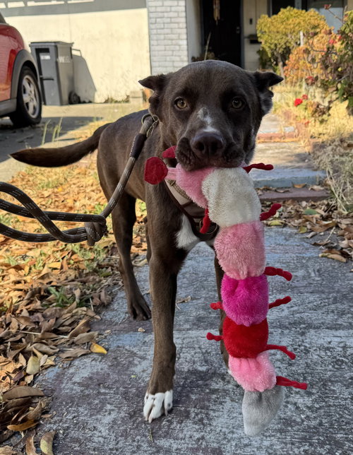 RUDY - Border Collie / Shepherd available for adoption