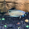 adoptable Fish in burlingame, CA named Tropical Fish!