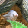 Denim & Dewdrop (Tropical Fish!) - Photo 2