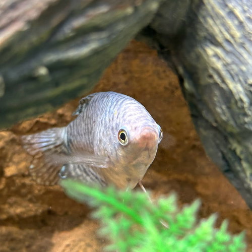 DENIM & DEWDROP (TROPICAL FISH!) - Fish available for adoption