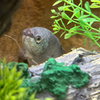 Denim & Dewdrop (Tropical Fish!) - Photo 3