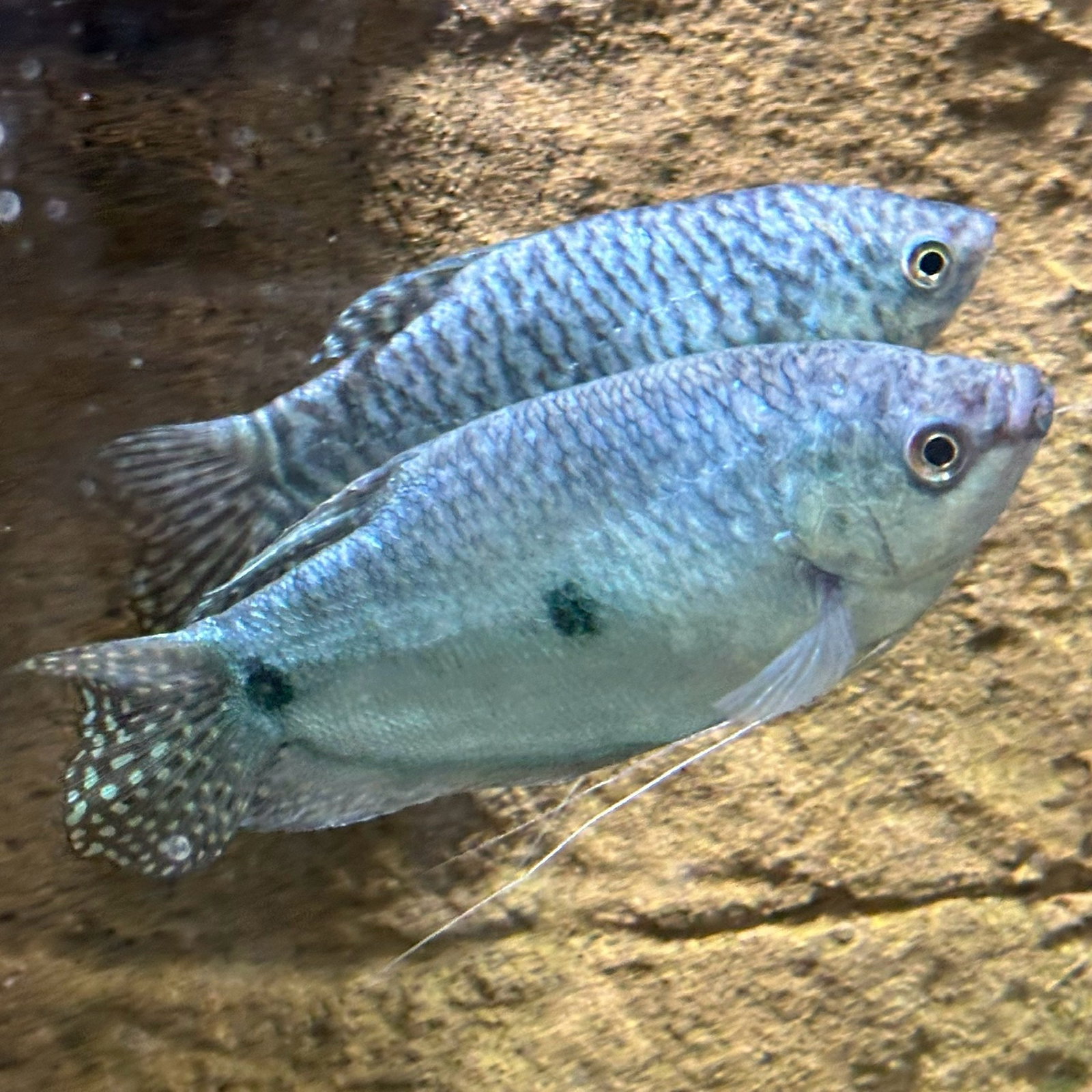 Denim & Dewdrop (Tropical Fish!) Image