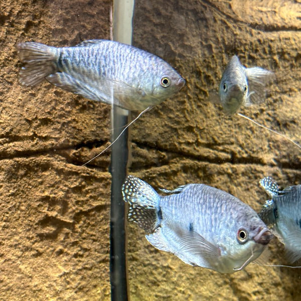 Denim & Dewdrop (Tropical Fish!)