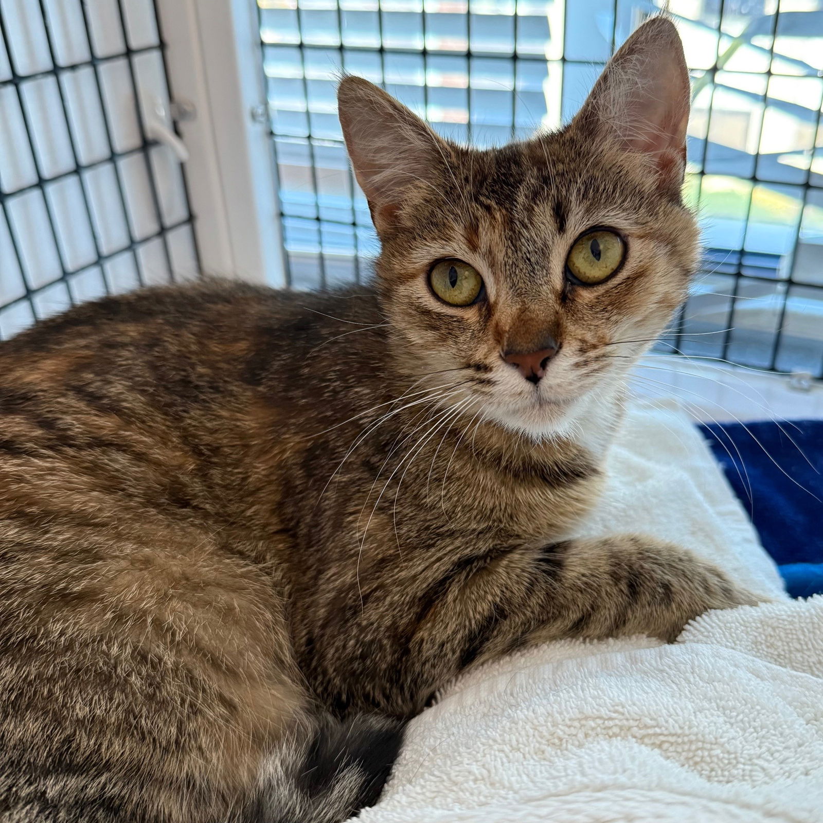 adoptable Cat in Burlingame, CA named Florence