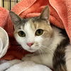 adoptable Cat in  named Patches