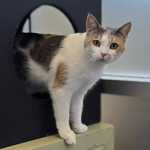 PATCHES - Domestic Short Hair / Calico available for adoption