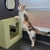 Patches - Photo 4