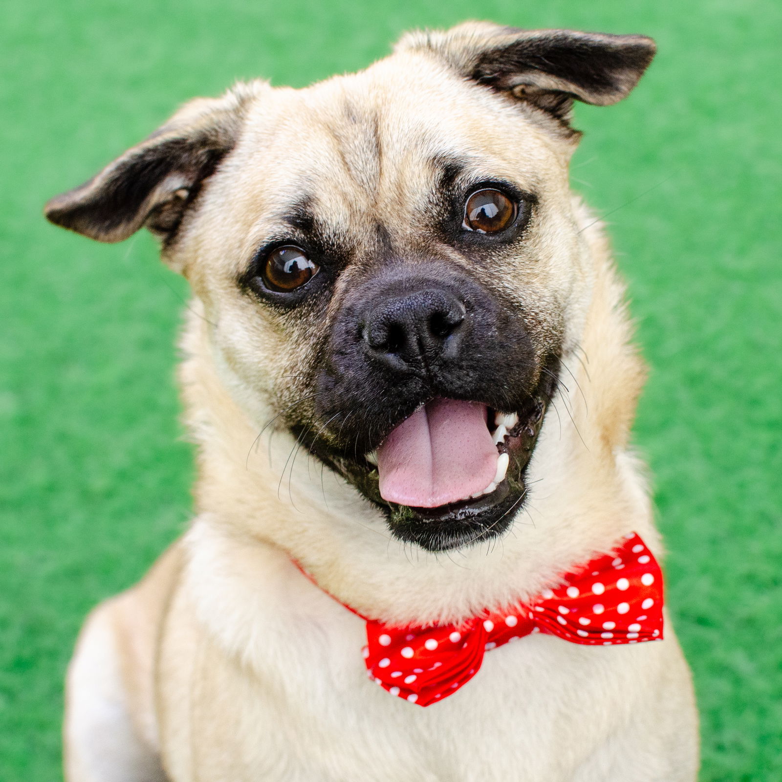 adoptable Dog in Burlingame, CA named Gordo