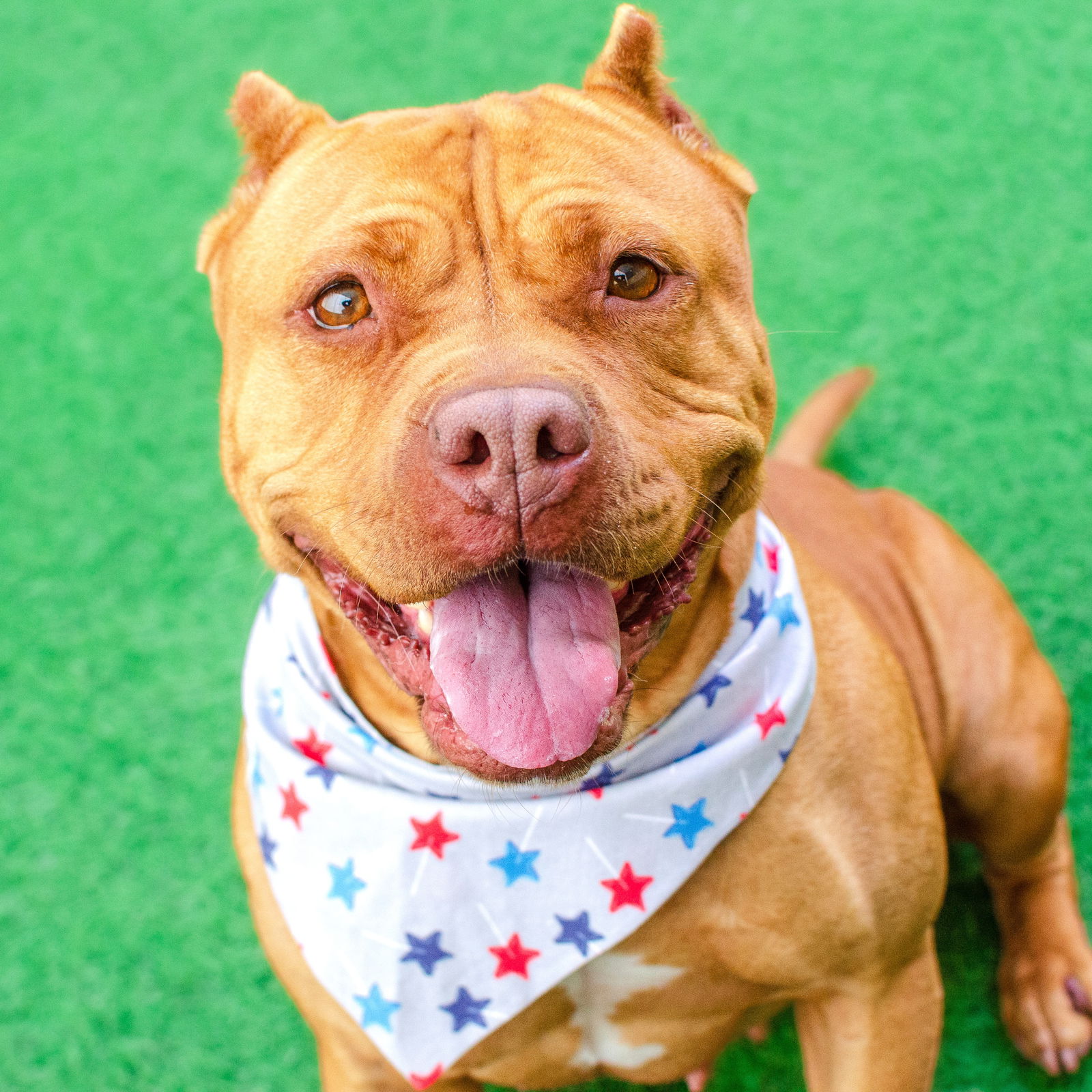 adoptable Dog in Burlingame, CA named Biscoff