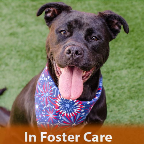 adoptable Dog in Burlingame, CA named Bobby