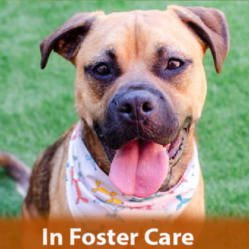 adoptable Dog in Burlingame, CA named Greg
