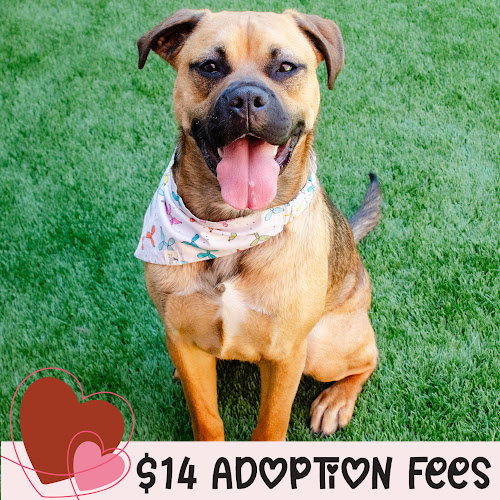GREG - Pit Bull Terrier / Husky available for adoption