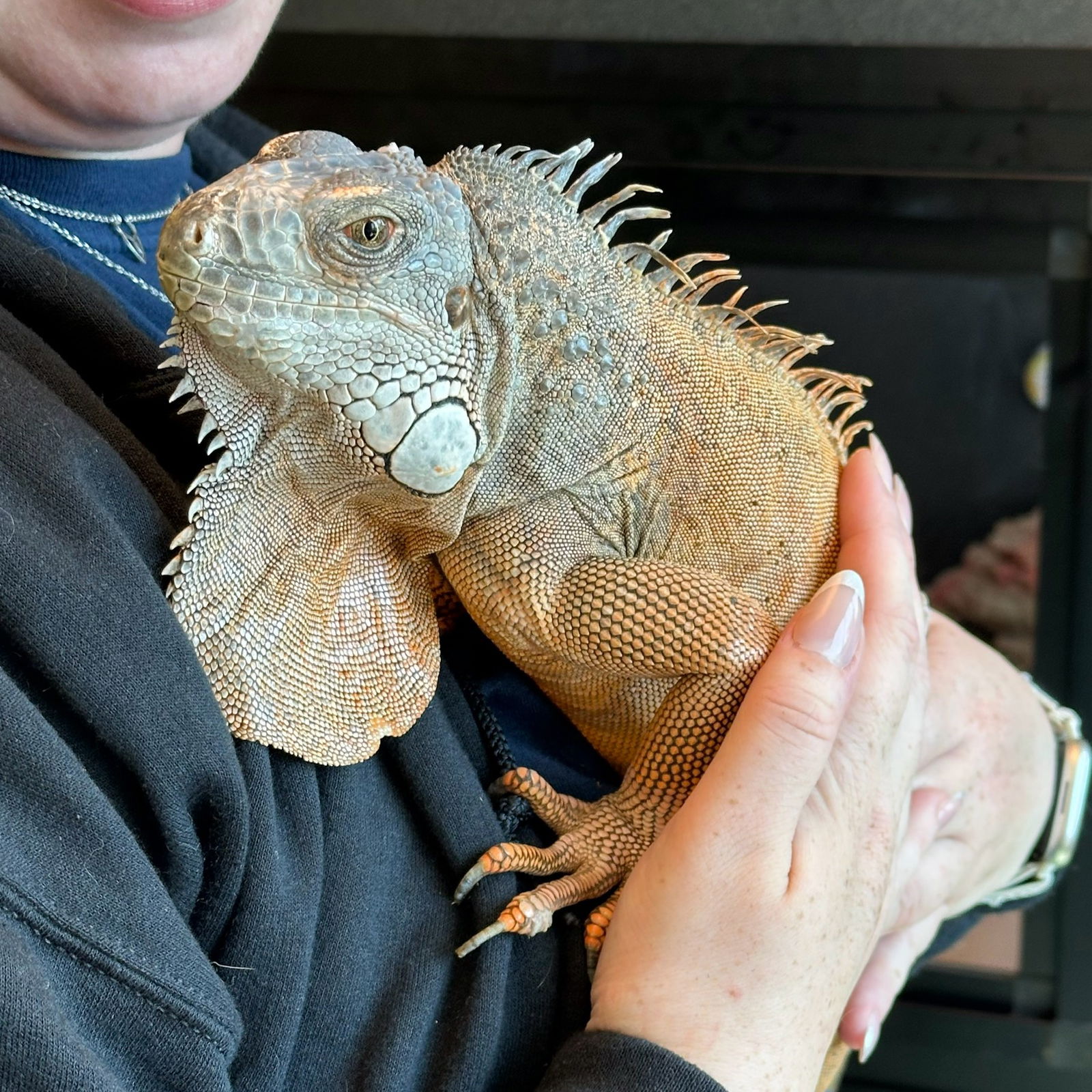 adoptable Iguana in Burlingame, CA named Esmeralda