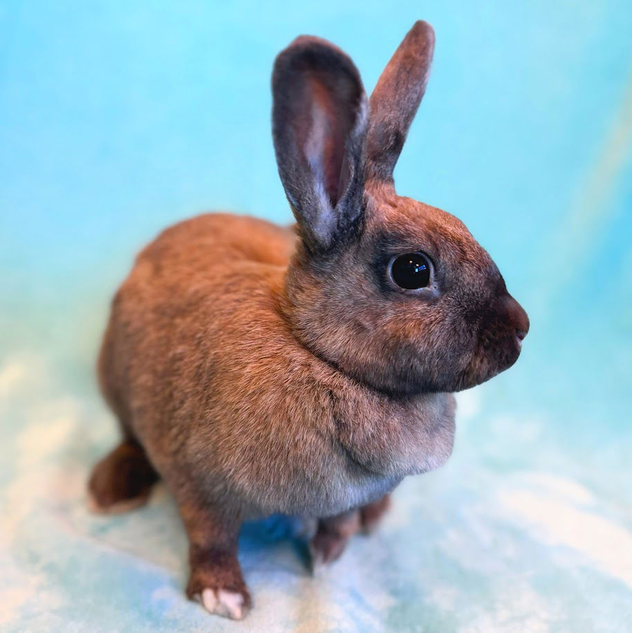 adoptable Rabbit in Burlingame, CA named Fudge