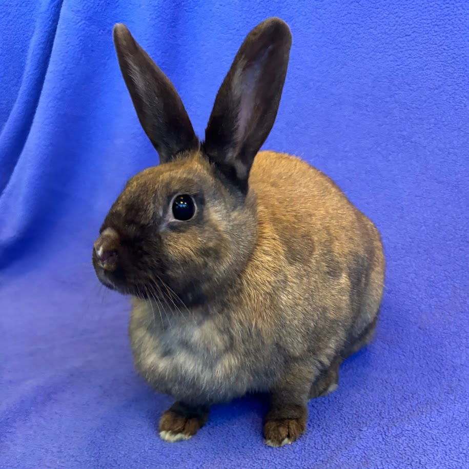 adoptable Rabbit in Burlingame, CA named Gingersnap