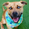 adoptable Dog in burlingame, CA named Silly Billy