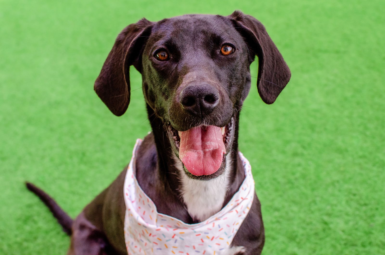 adoptable Dog in Burlingame, CA named Chi Chi