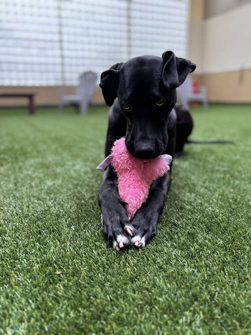 CHI CHI - Great Dane available for adoption